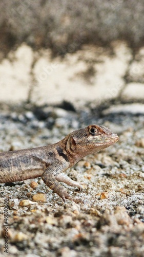 Lizard on the wall