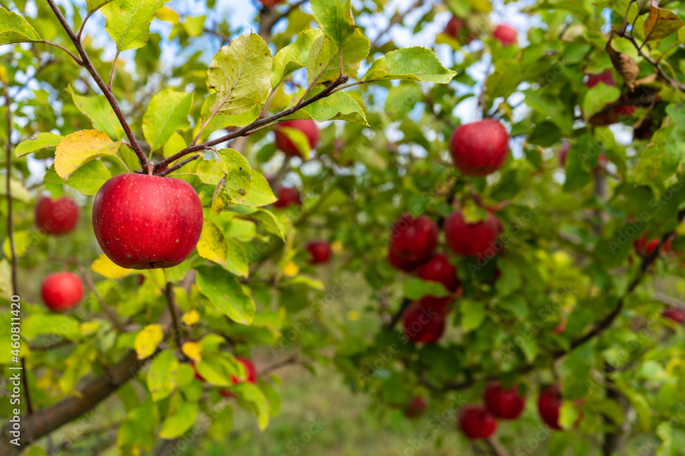 Red ripe apple in the field close-up Red ripe apple in the field close-up