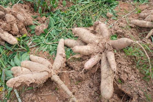 cassava roots that farmers dig for sale photo