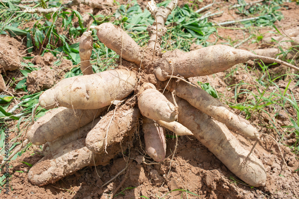 cassava roots that farmers dig for sale cassava roots that farmers dig for sale