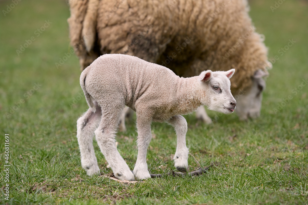 Lamb of white Flemish sheep in the meadow Lamb of white Flemish sheep in the meadow