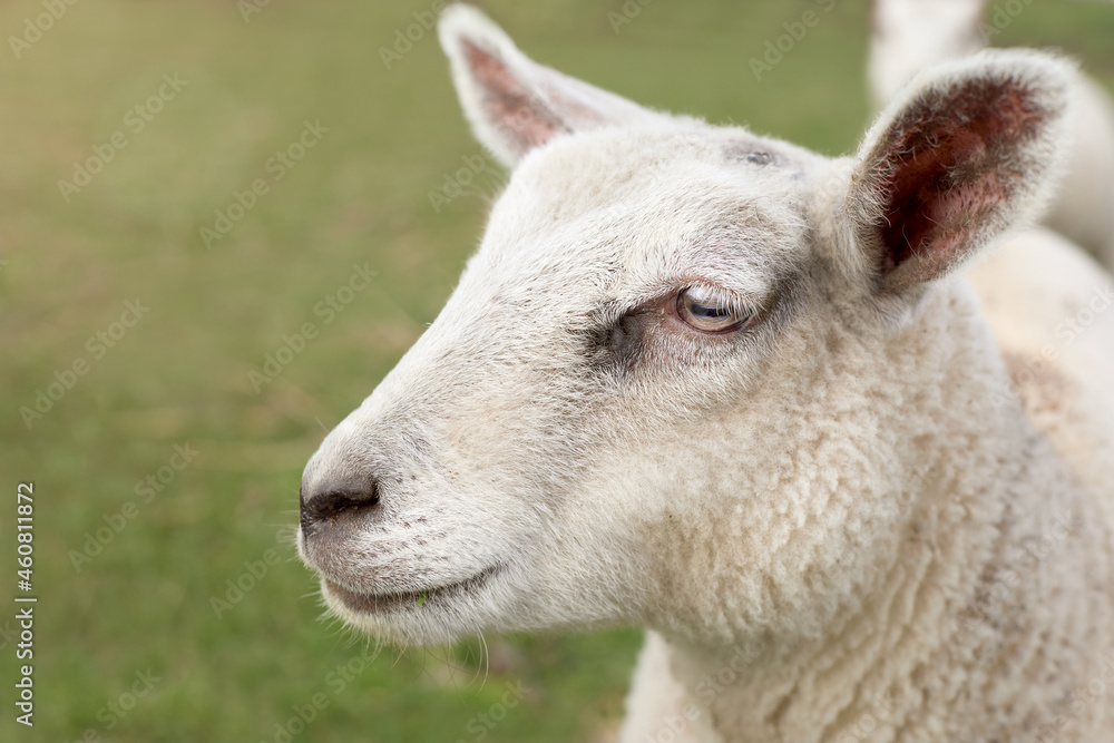 Close up portrait of a lamb