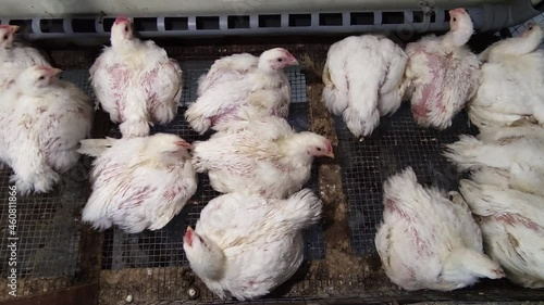 Broiler chickens in a cage photo