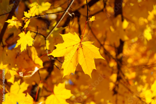 Autumn background of maple foliage in sunny day