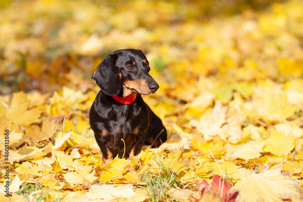 Black dachshund in a red collar sits on yellow maple leaves