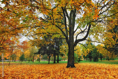 Autumn park in bright yellow colors with trees and fallen leaves