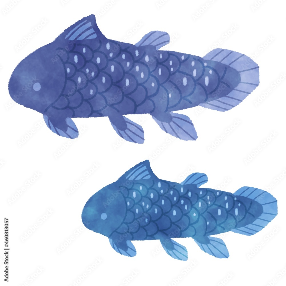 シーラカンス イラスト Stock イラスト Adobe Stock