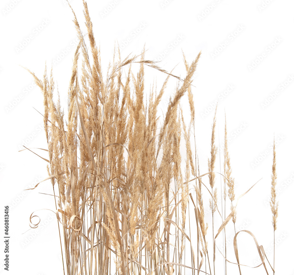 Dry reeds isolated on white background. Abstract dry meadow plants, grass, herbs.