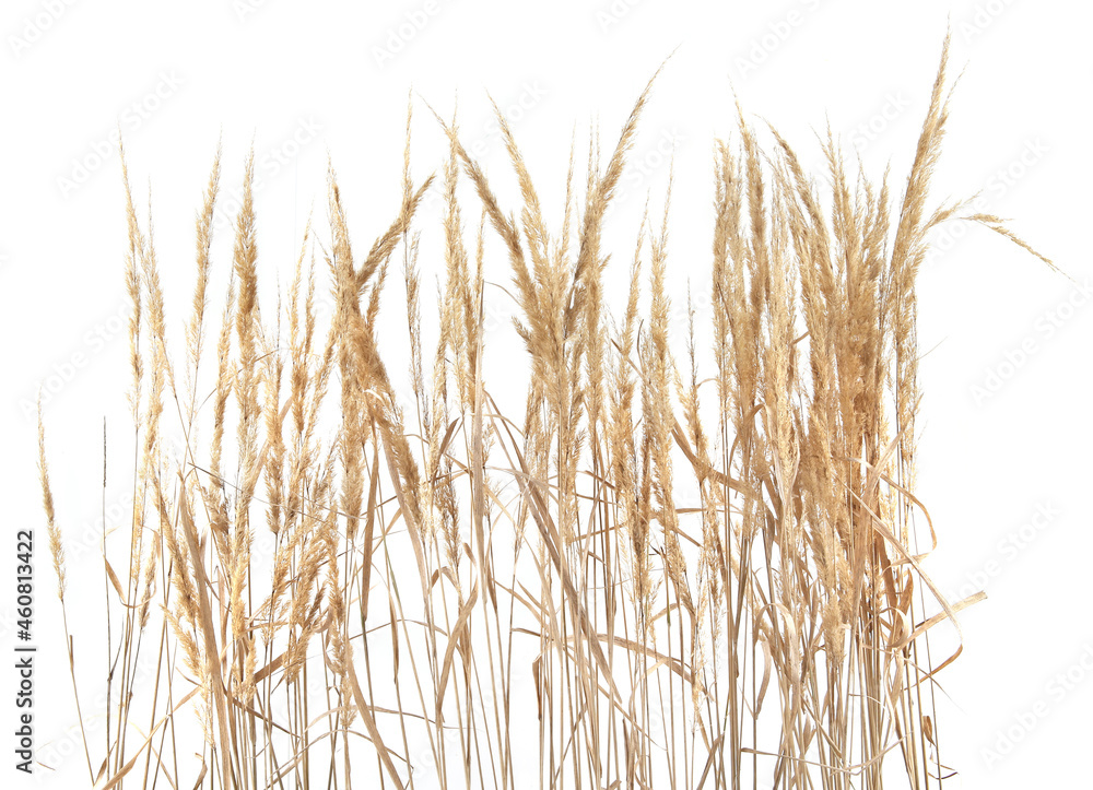Dry reeds isolated on white background. Abstract dry meadow plants, grass, herbs. Dry reeds isolated on white background. Abstract dry meadow plants, grass, herbs.