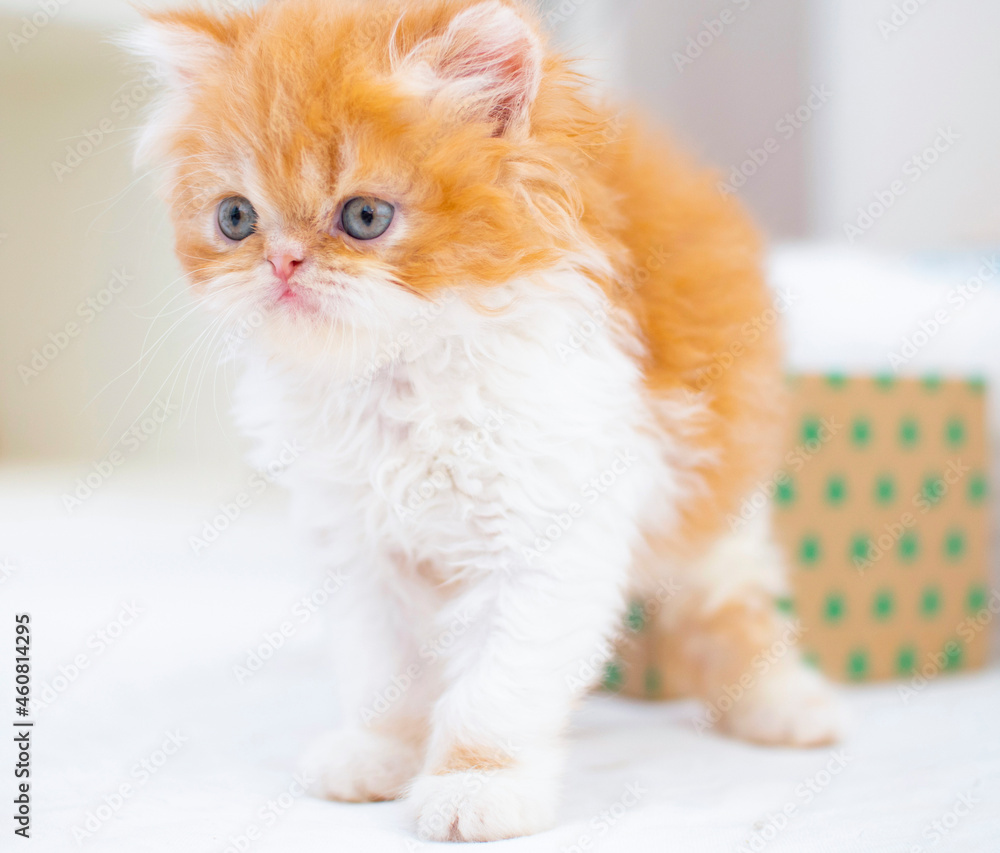 Fototapeta premium little persian kitten on christmas gift box