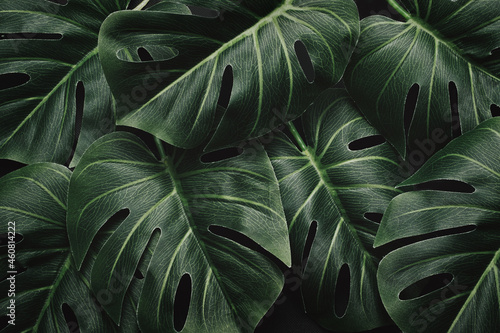 Night mystical dramatic jungle and monstera leaves and layout pattern in tropical moody forest photo