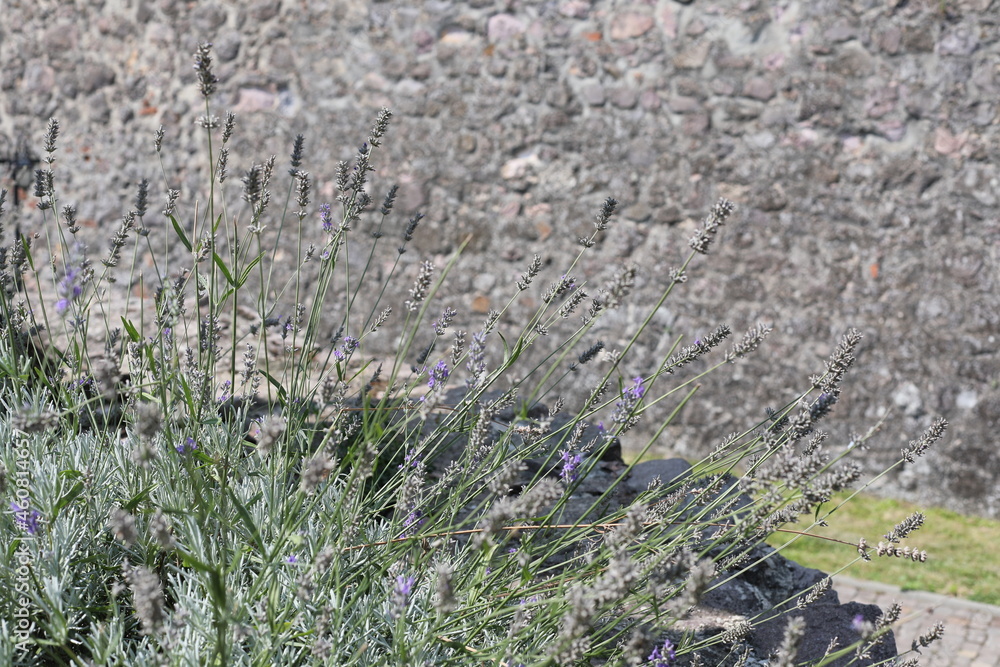 grass on the ground. moss on a stone wall. Lavender bush in the courtyard of medieval castle. grass on the ground. moss on a stone wall. Lavender bush in the courtyard of medieval castle.
