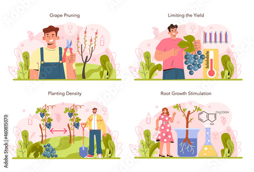 Wine production concept set. Grape selection and cultivation. Grape pruning