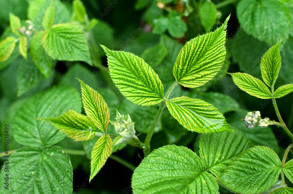 Juicy green young raspberry leaves in a drop of water. Floral background. Juicy green young raspberry leaves in a drop of water. Floral background.