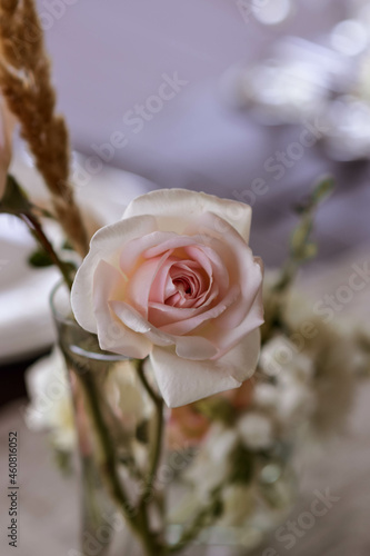 Beautiful Pink Rose closeup on the table.