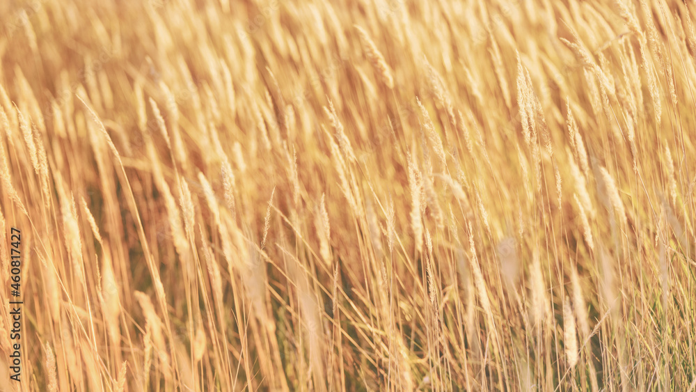 Bright golden rye field with selective focus panoramic Bright golden rye field with selective focus panoramic