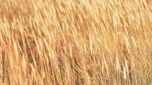 Wallpaper Mural Bright golden rye field with selective focus panoramic Torontodigital.ca