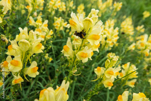 gelbes Blütenmeer auf einer Bauernwiese mit Hummel photo