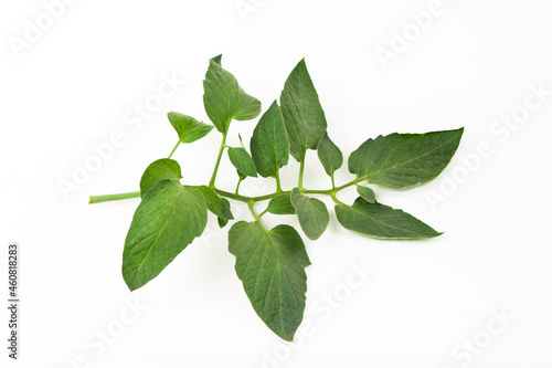 tomato leaves on a white background