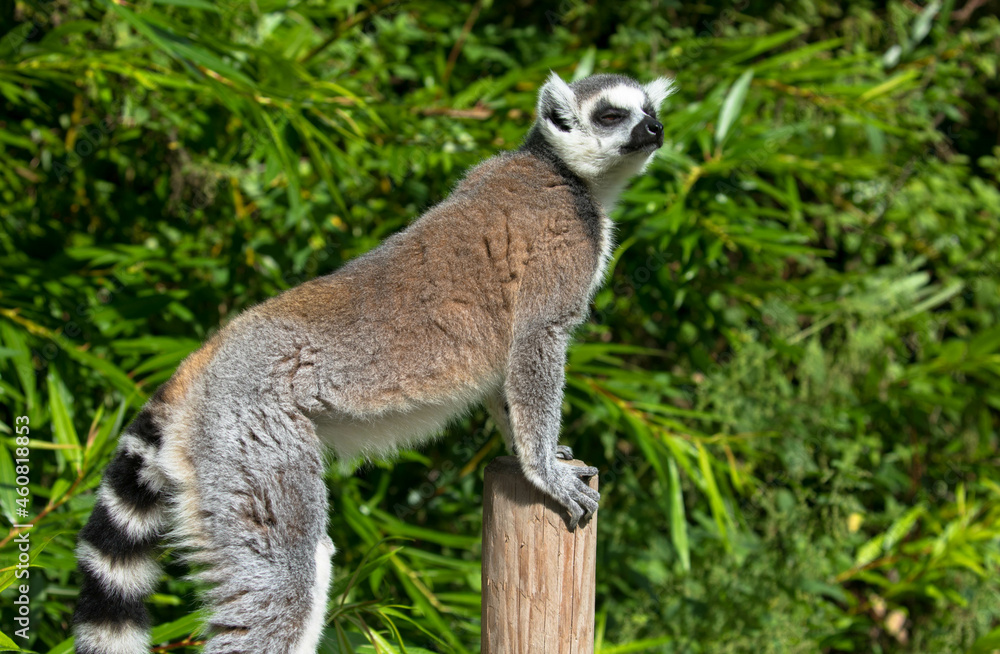 Fototapeta premium Close up of a ring-tailed lemur with a dense green leaf background