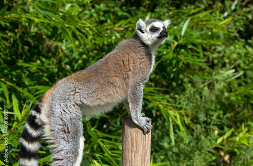 Close up of a ring-tailed lemur with a dense green leaf background