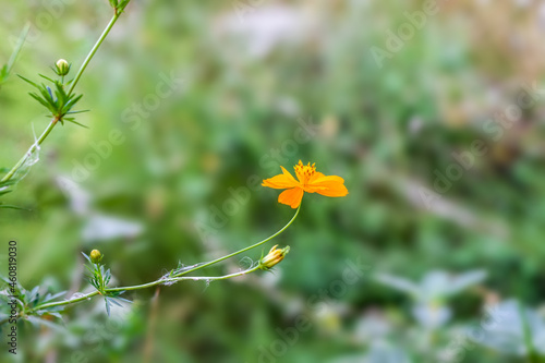 Yellow cosmos flower on a branch with growing buds close up
