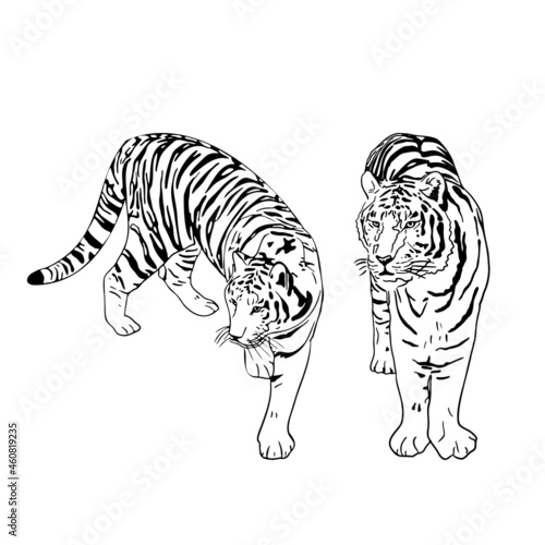 Wallpaper Mural Two tigers black silhouettes on white background chinese tiger simple realistic sketch hand ink drawing vector illustration Torontodigital.ca