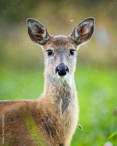 Fototapeta Young adult white-tailed deer on a clover field during autumn in Southern Finlan