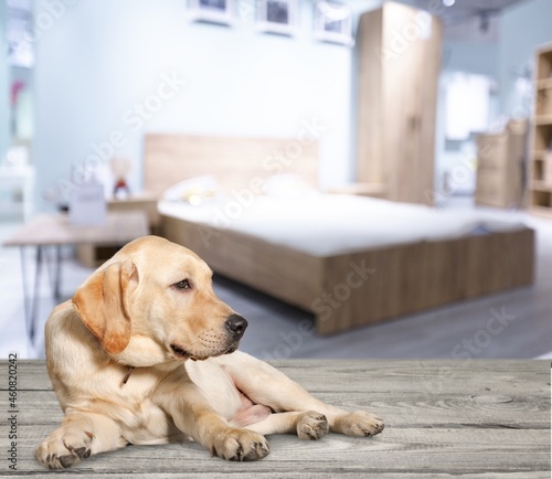 Adorable cute smart dog in living room