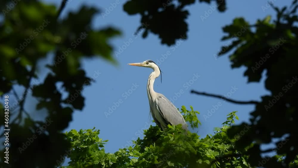 gray heron (ardea cinerea) close-up sitting on a green tree on a blue sky background gray heron (ardea cinerea) close-up sitting on a green tree on a blue sky background