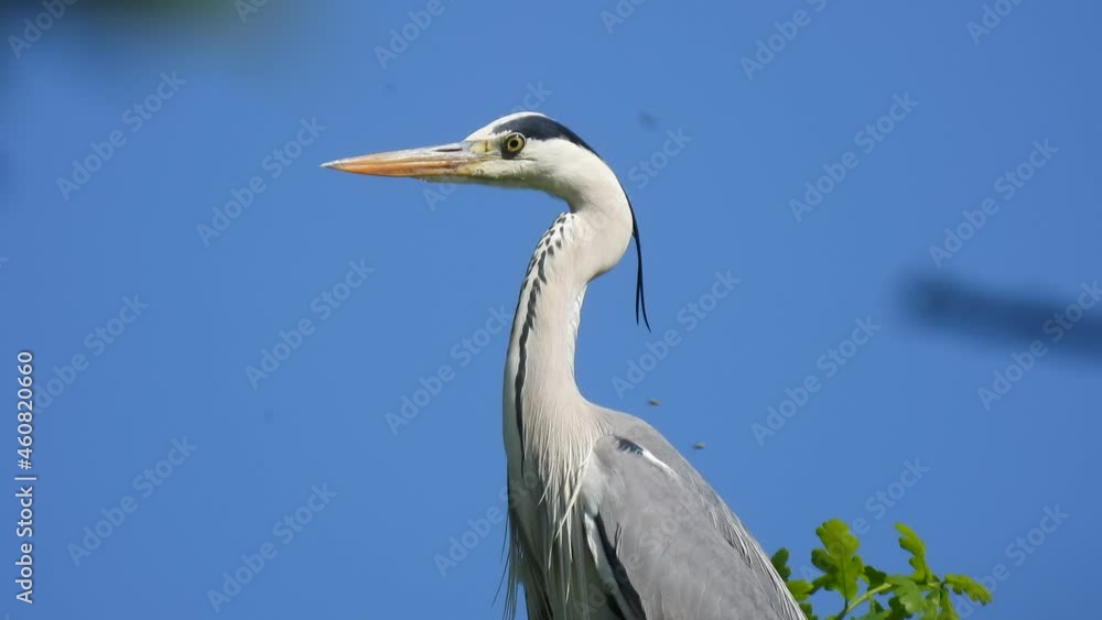 very beautiful portrait of a gray heron (ardea cinerea) against a blue sky background. natural sound very beautiful portrait of a gray heron (ardea cinerea) against a blue sky background. natural sound