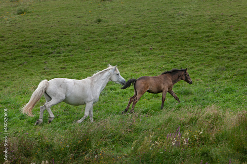 Running Horses. Ireland  Mountains. Connemara. 