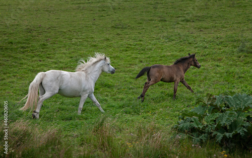 Running Horses. Ireland  Mountains. Connemara. 