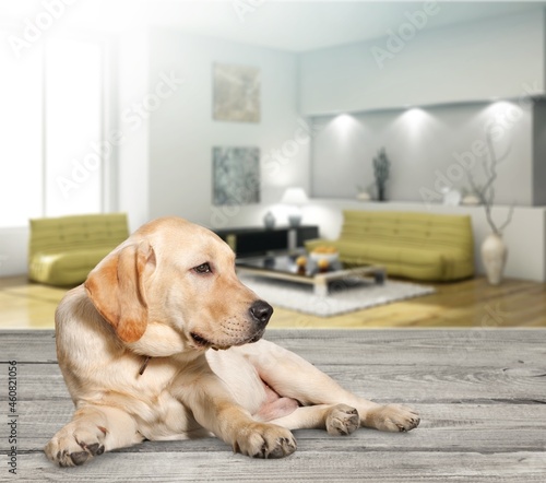Fototapeta Naklejka Na Ścianę i Meble -  Adorable cute smart dog in living room