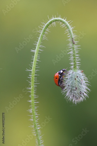 ladybird on poppy bud