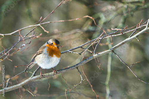 single robin at a sunny and cold winterday on a tree © Bullysoft