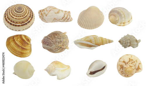 Many different sea shells isolated on white