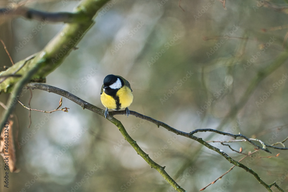 Naklejka premium one greathungry great tit in the winter tit on a tree at a cold and sunny winter day