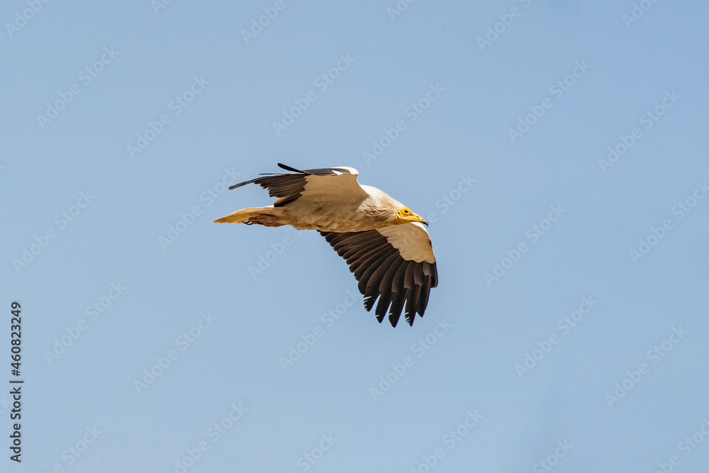 Egyptian Vulture (Neophron percnopterus) flying in the blue sky Egyptian Vulture (Neophron percnopterus) flying in the blue sky