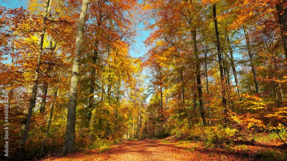 Colorful forest of deciduous trees on a nice sunny autumn day with blue sky, with the camera moving along a path covered with foliage under tall beech trees