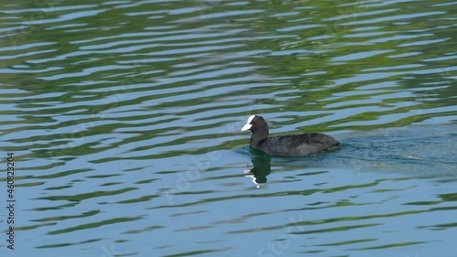 Eurasian Coot swims on lake (Fulica atra) - (4K) photo