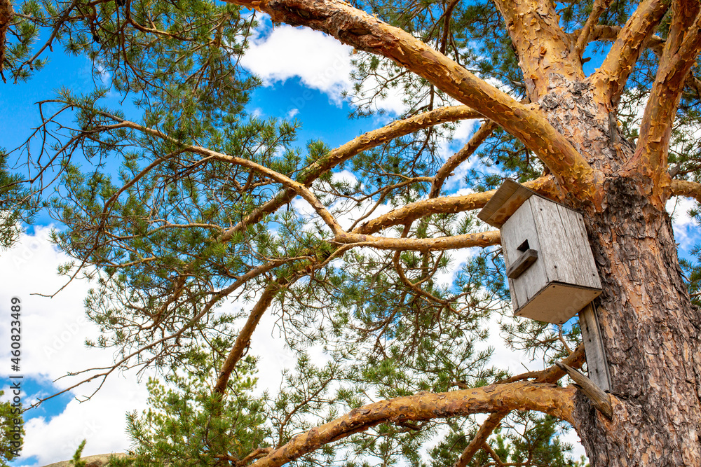 Birdhouse on a tree in autumn. Nesting and feeding place for wild birds. Birdhouse on a tree in autumn. Nesting and feeding place for wild birds.