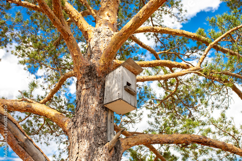 Birdhouse on a tree in autumn. Nesting and feeding place for wild birds.