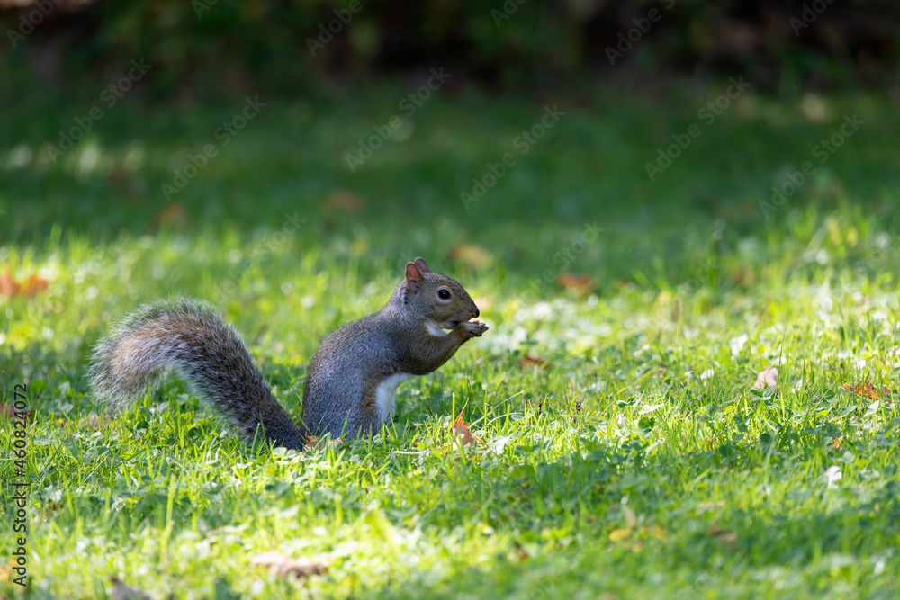 The eastern gray squirrel (Sciurus carolinensis) in the park The eastern gray squirrel (Sciurus carolinensis) in the park
