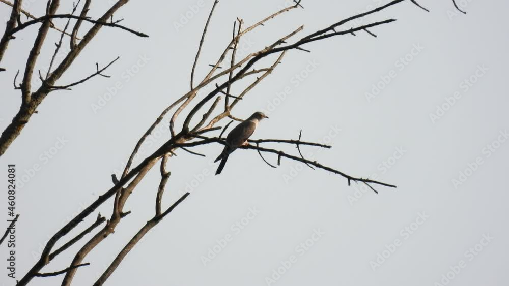 common cuckoo (cuculus canorus) sits on a tree branch on a gray background. natural sound common cuckoo (cuculus canorus) sits on a tree branch on a gray background. natural sound