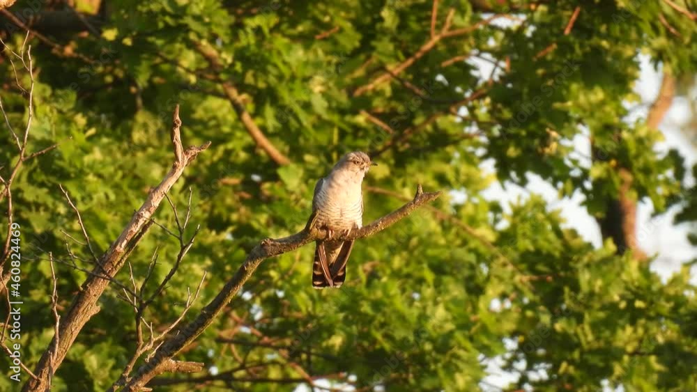 common cuckoo (cuculus canorus) sits on a tree branch in the forest at sunset. natural sound common cuckoo (cuculus canorus) sits on a tree branch in the forest at sunset. natural sound