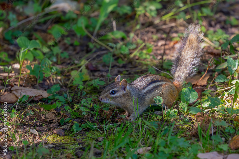 The eastern chipmunk (Tamias striatus) in the park The eastern chipmunk (Tamias striatus) in the park