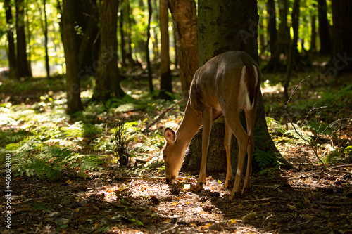 The white-tailed deer or Virginia deer in the autumn forest.