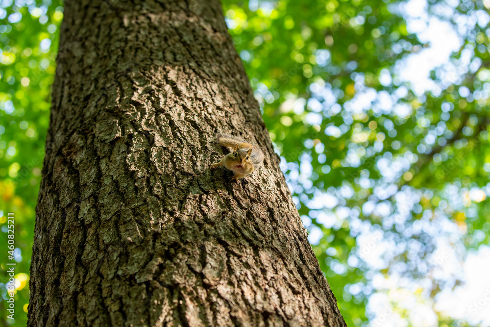 The eastern chipmunk (Tamias striatus) on a tree. The eastern chipmunk is a chipmunk species found in eastern North America The eastern chipmunk (Tamias striatus) on a tree. The eastern chipmunk is a chipmunk species found in eastern North America