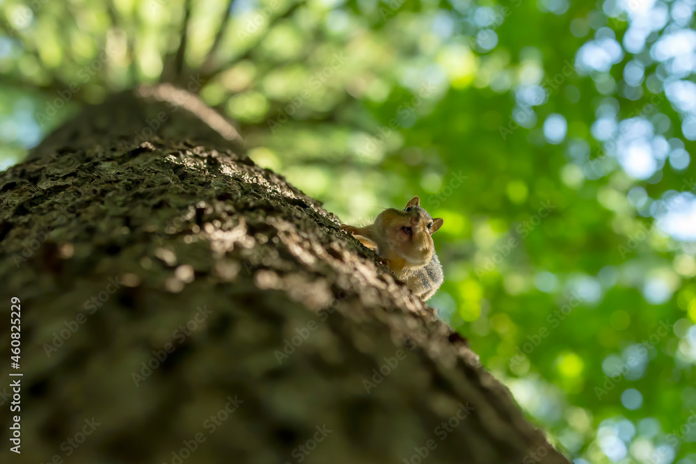 Obraz premium The eastern chipmunk (Tamias striatus) in the park